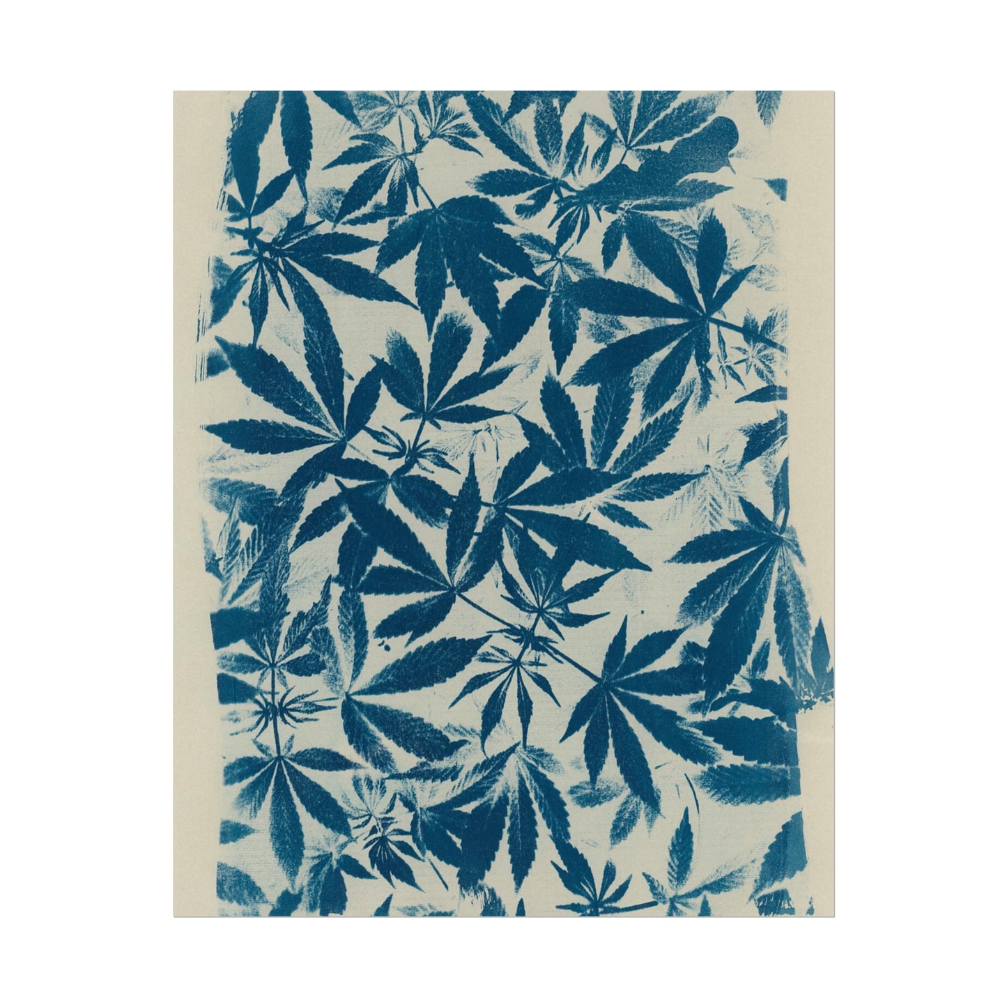 Fine Art Reproductions - Archival, Textured Watercolor Matte Prints - Cannabis Cyanotype on Ivory Print