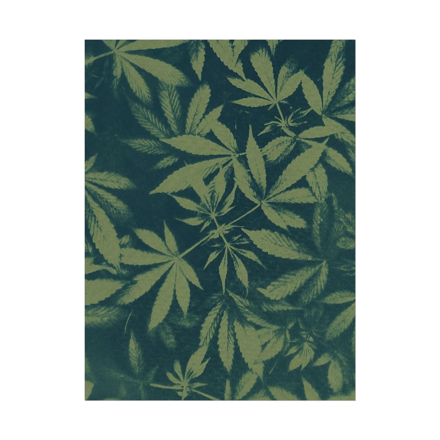 Fine Art Reproductions - Archival, Textured Watercolor Matte Prints - Cannabis Cyanotype on Olive Print