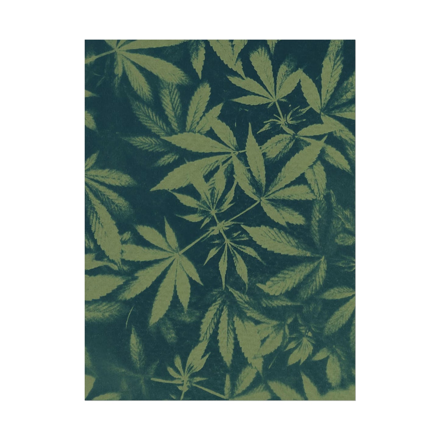 Fine Art Reproductions - Archival, Textured Watercolor Matte Prints - Cannabis Cyanotype on Olive Print