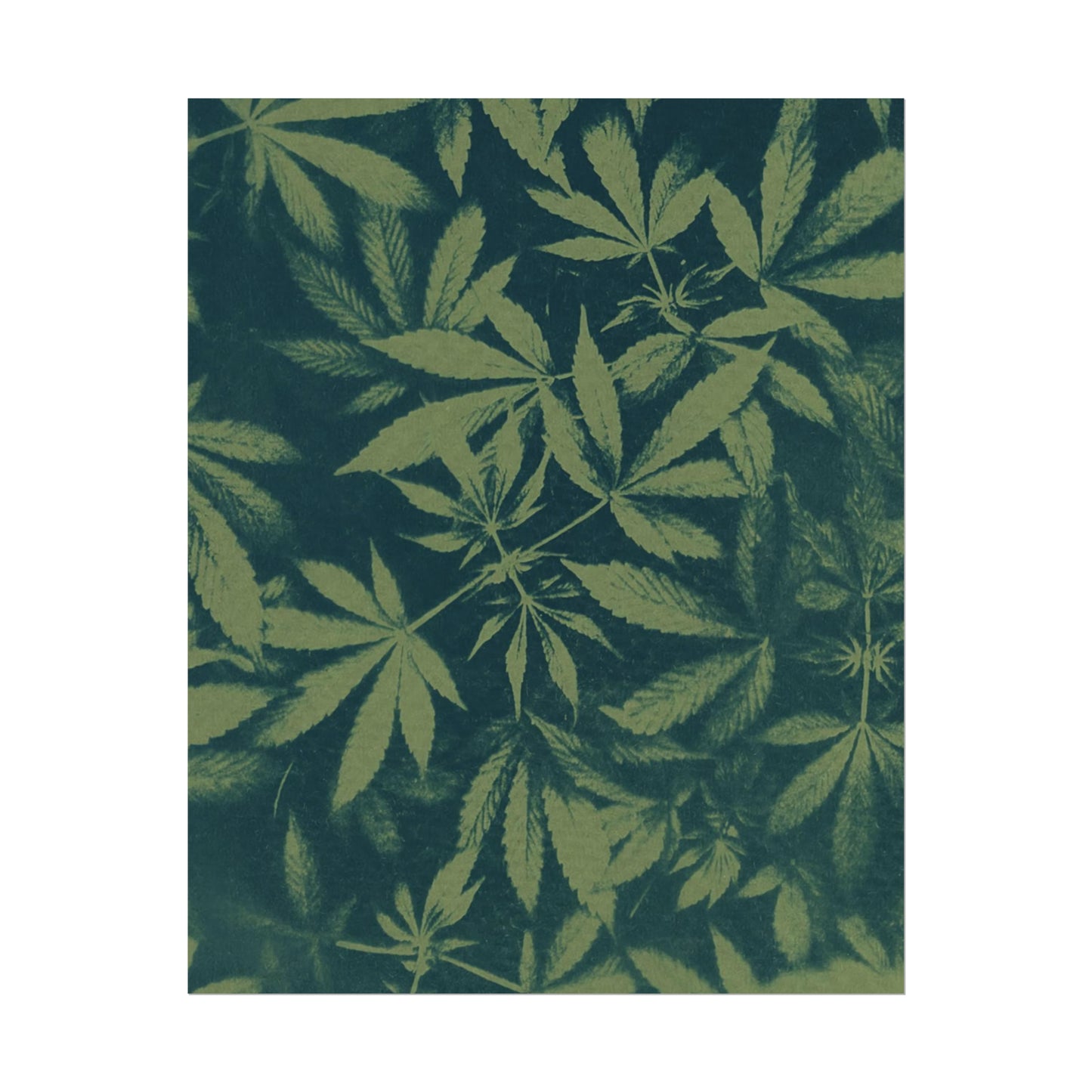 Fine Art Reproductions - Archival, Textured Watercolor Matte Prints - Cannabis Cyanotype on Olive Print