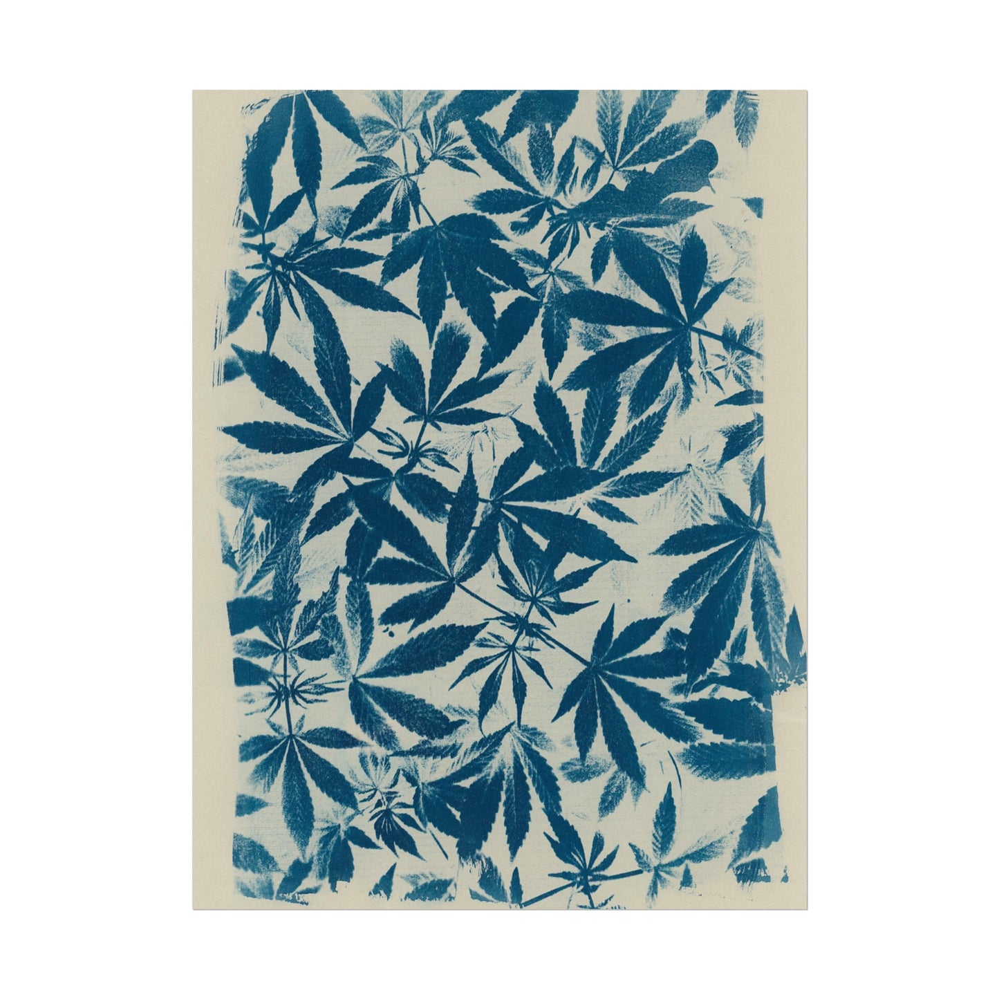 Fine Art Reproductions - Archival, Textured Watercolor Matte Prints - Cannabis Cyanotype on Ivory Print