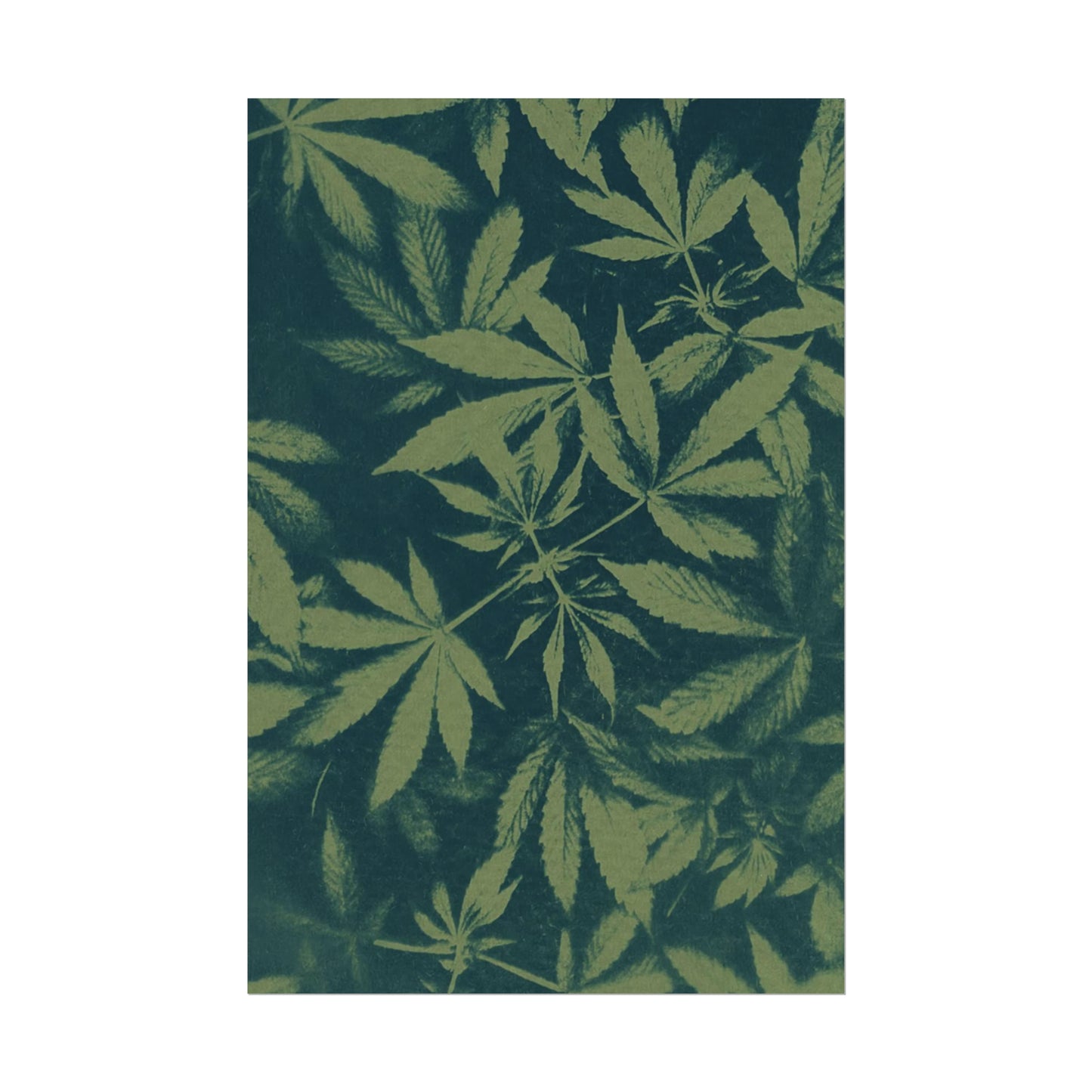 Fine Art Reproductions - Archival, Textured Watercolor Matte Prints - Cannabis Cyanotype on Olive Print