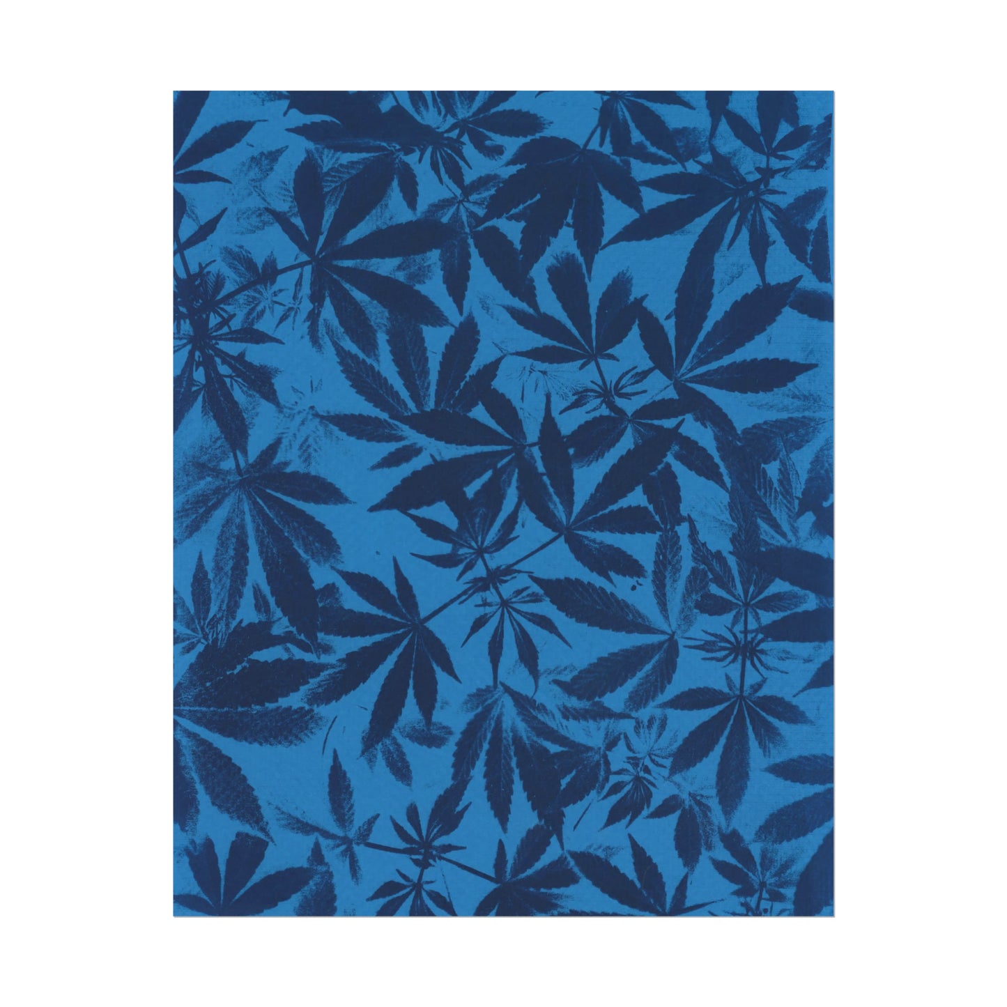 Fine Art Reproductions - Archival, Textured Watercolor Matte Prints - Cannabis Cyanotype on Bright Blue Print