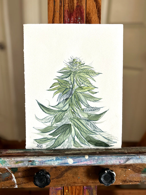 Flowering Cannabis Original Watercolor Painting 8x10"