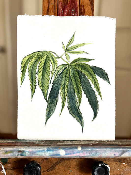 Cannabis Plant Original Botanical Watercolor Painting 8x10"