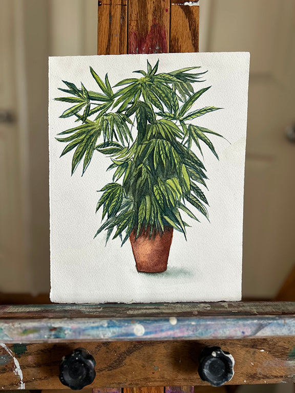 Cannabis Plant in Terracotta Pot Original Watercolor Painting 8x10"