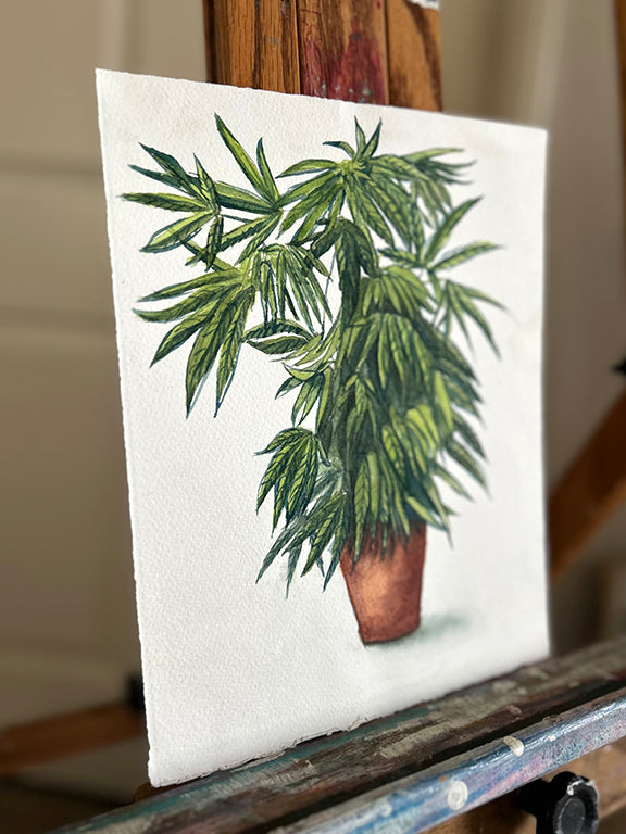 Cannabis Plant in Terracotta Pot Original Watercolor Painting 8x10"