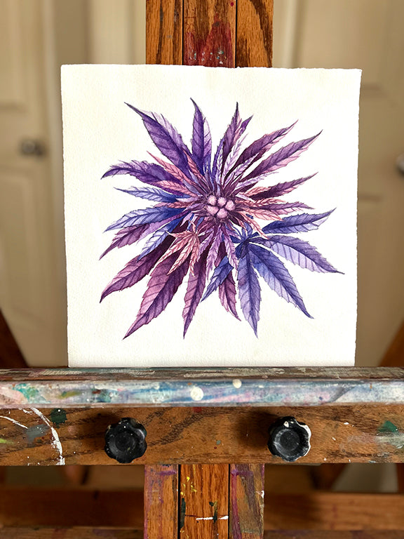 Purple Cannabis Flower 2 Original Watercolor Painting 10x10"