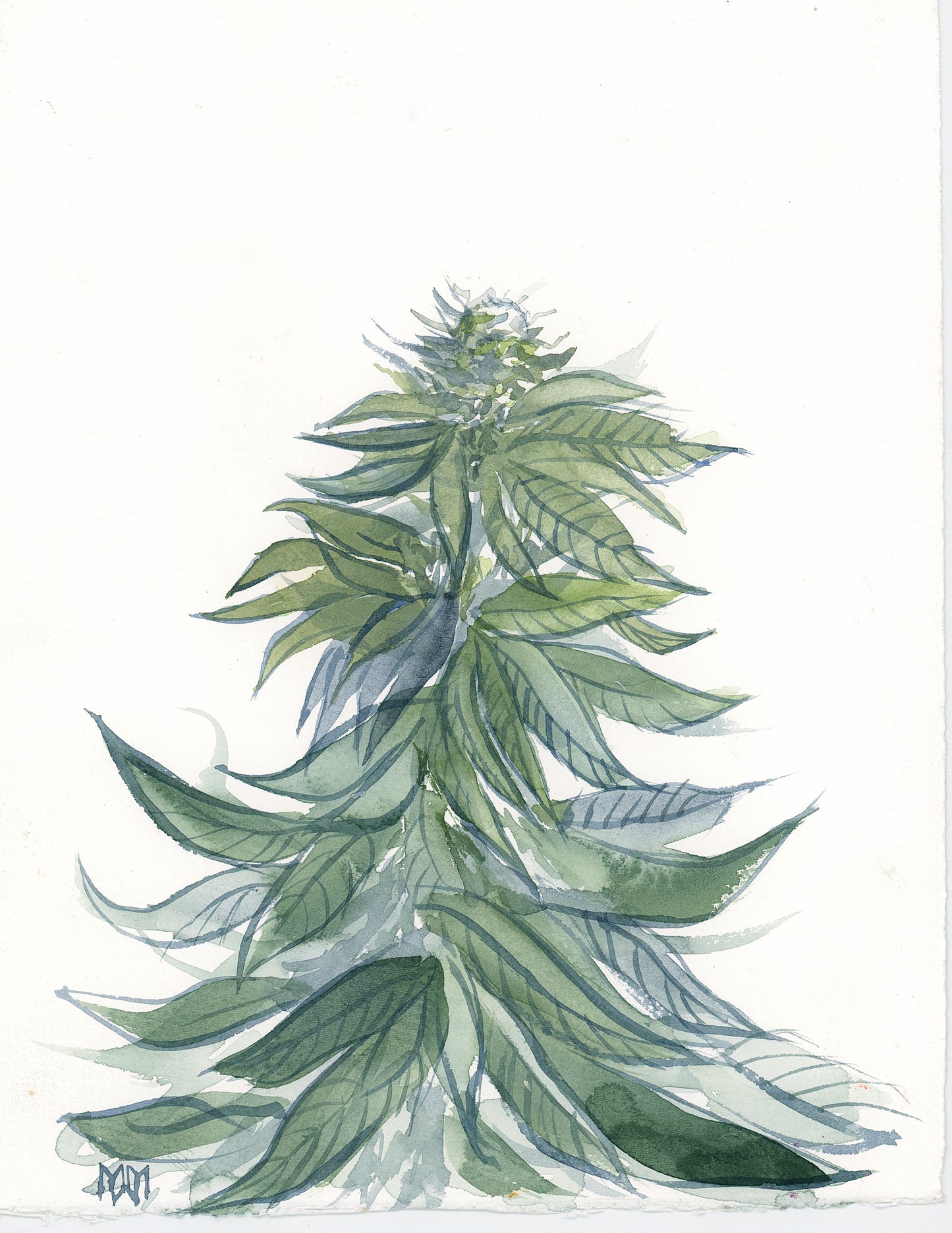 Flowering Cannabis Original Watercolor Painting 8x10"