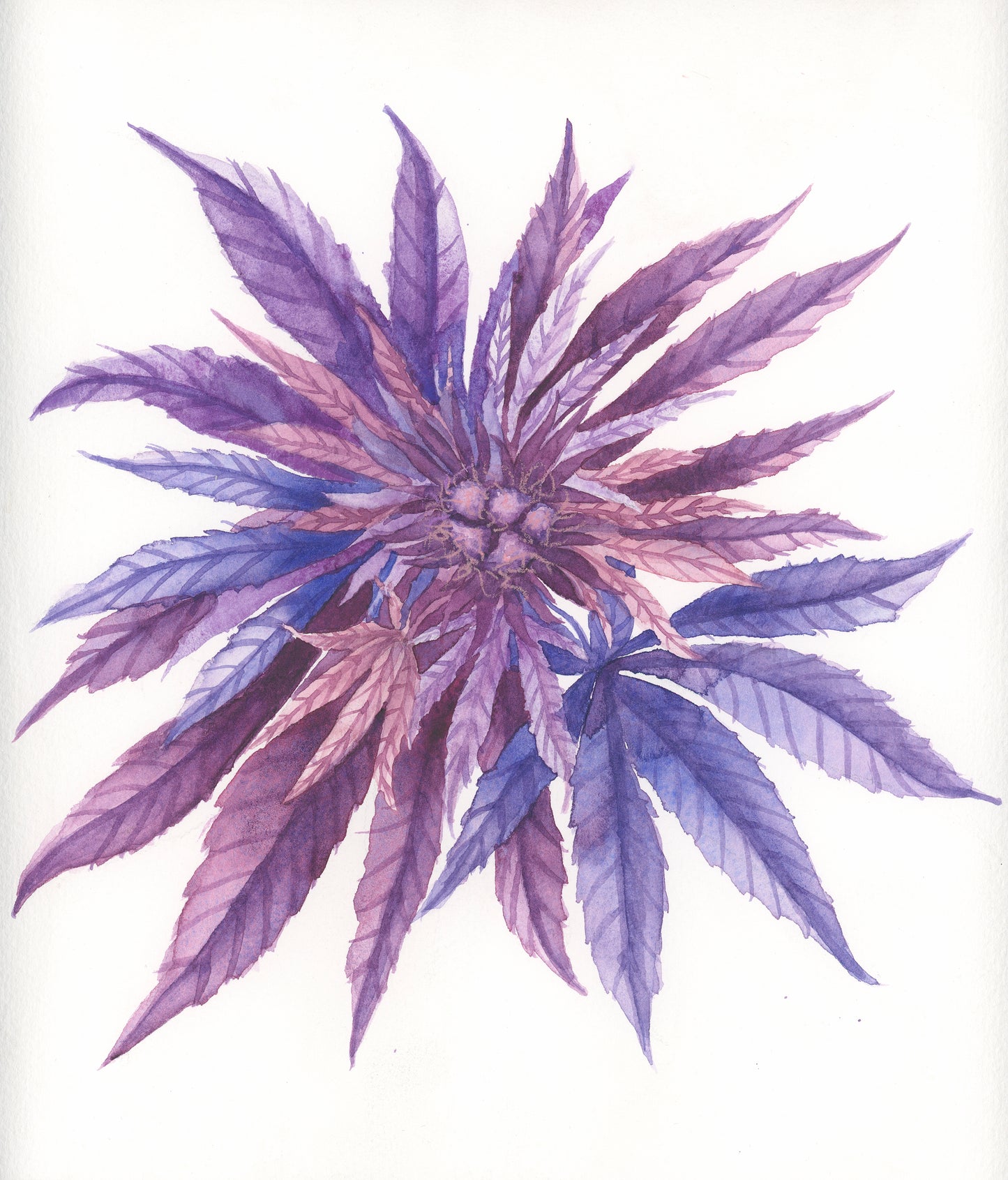 Purple Cannabis Flower 2 Original Watercolor Painting 10x10"