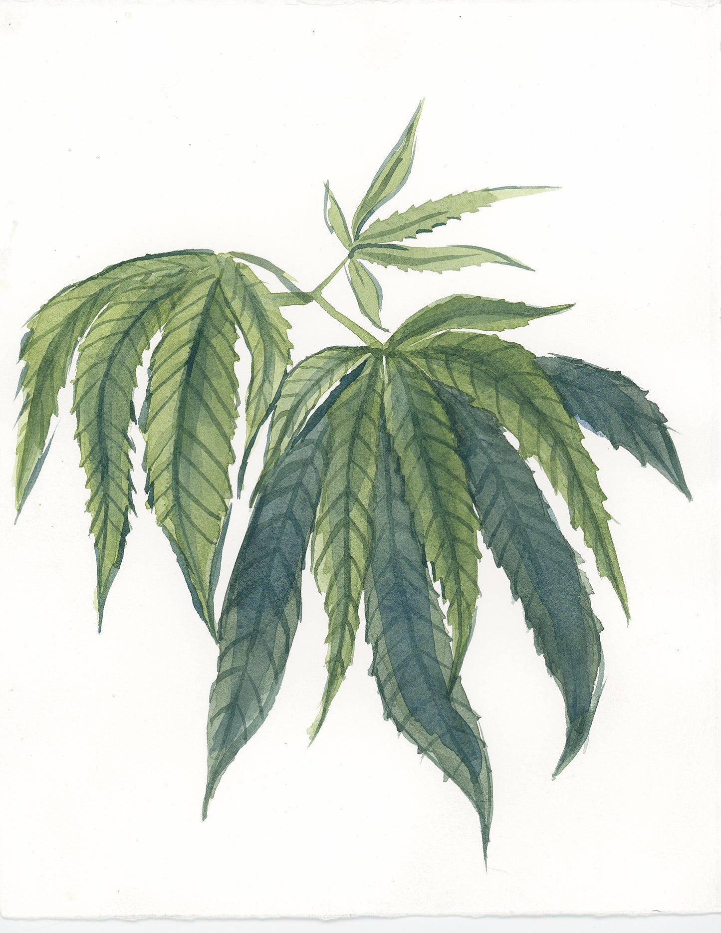 Cannabis Plant Original Botanical Watercolor Painting 8x10"