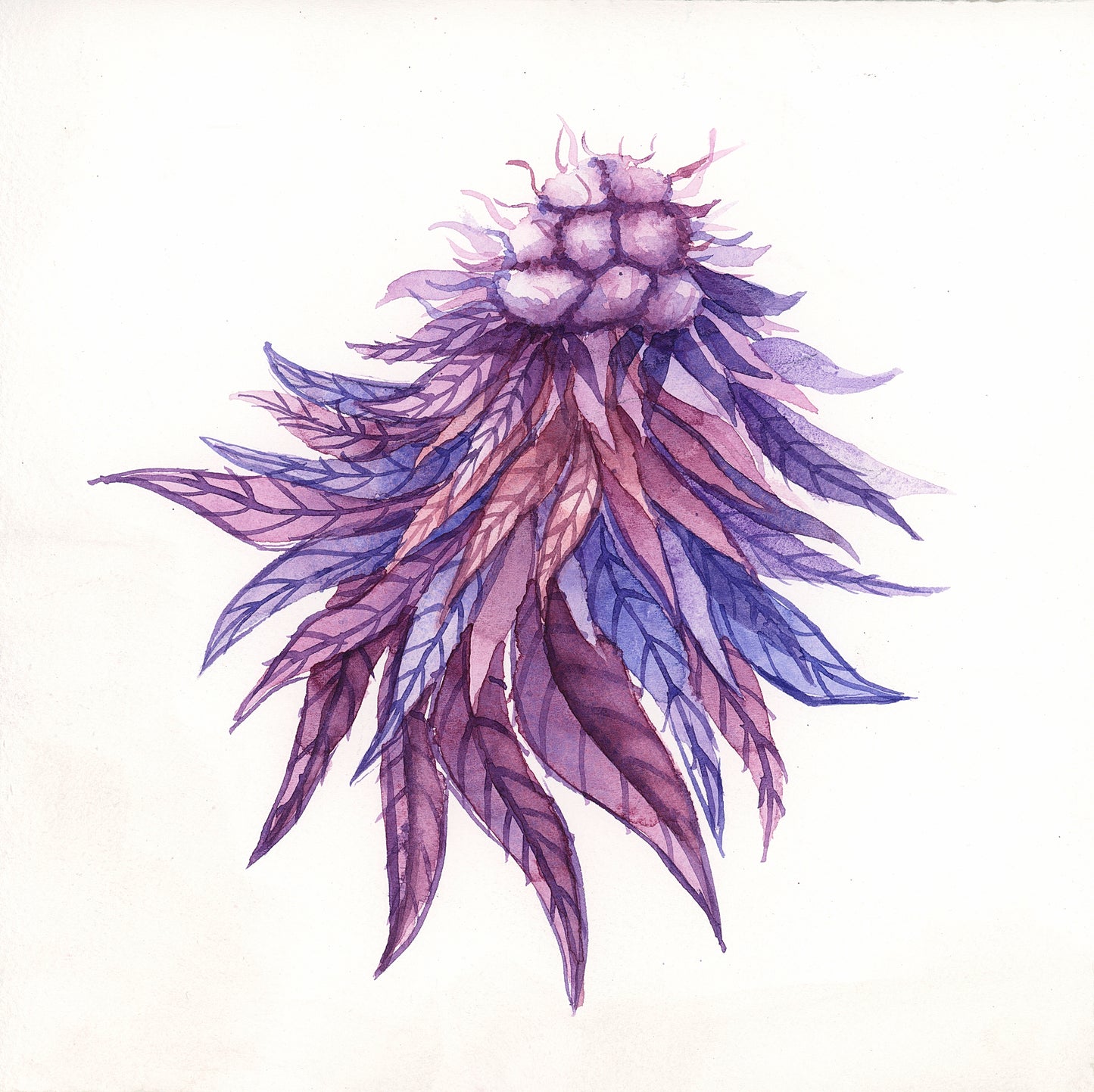 Purple Cannabis Flower Original Watercolor Painting 8x8"